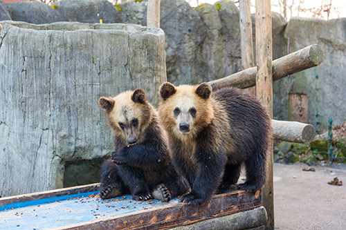 のぼりべつクマ牧場